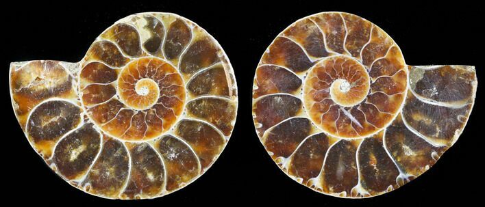 Small Desmoceras Ammonite Pair - #40581